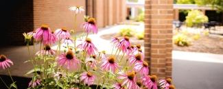 flowers on campus